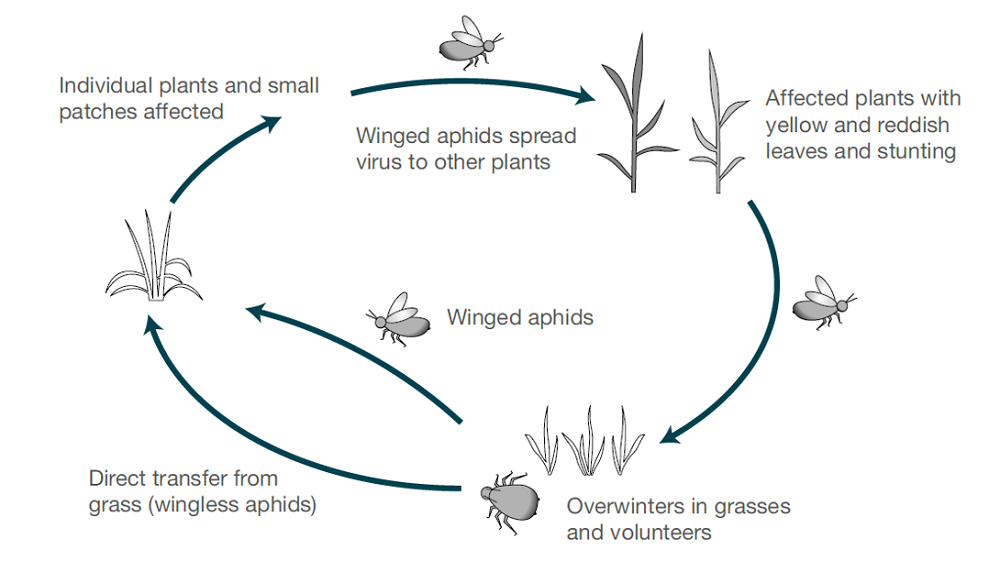 BYDV (aphid) life cycle (cereal disease)